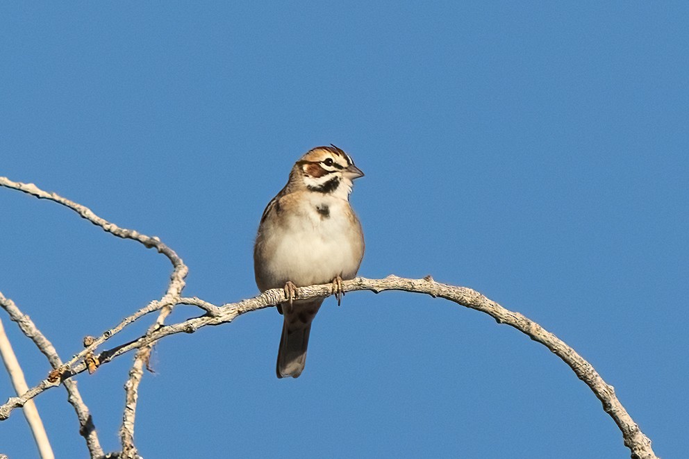 Lark Sparrow - ML644240785