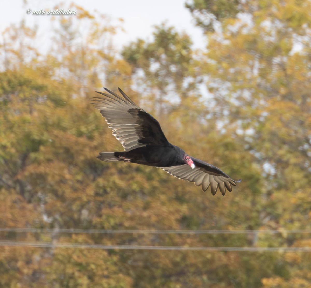 Turkey Vulture - ML644240789