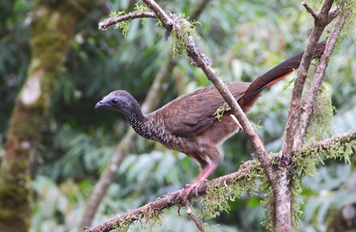 Speckled Chachalaca - ML644240792
