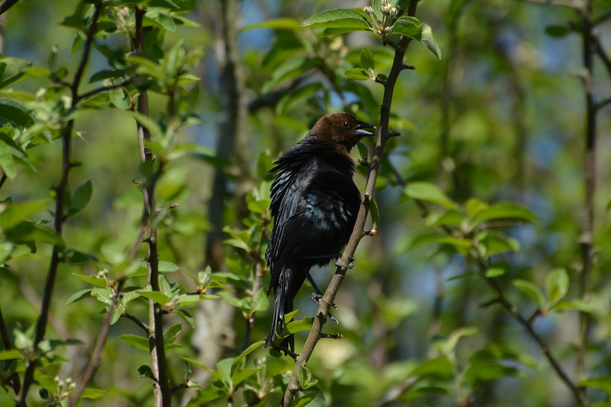 brunhodetrupial - ML644240842