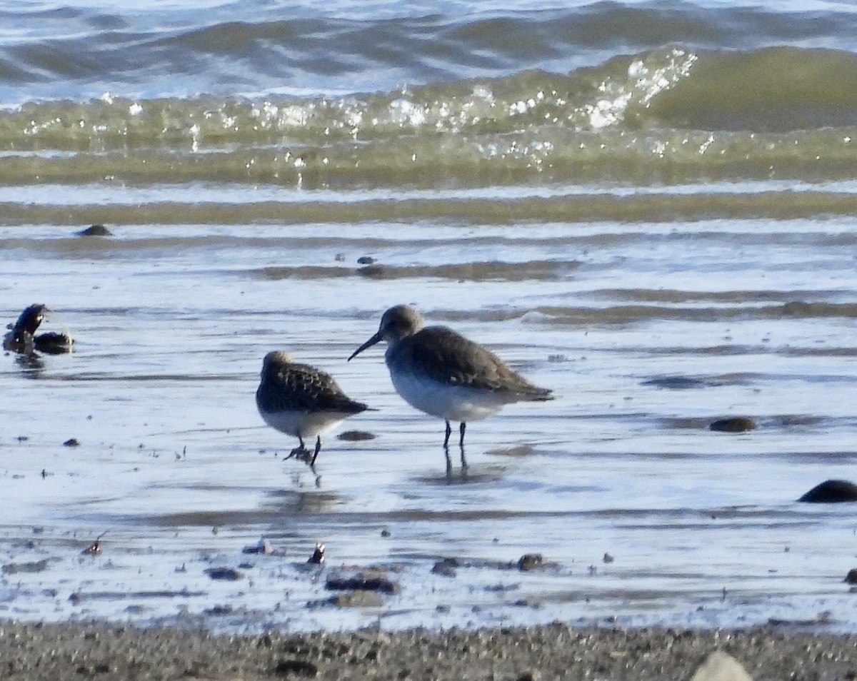 myrsnipe - ML644240843