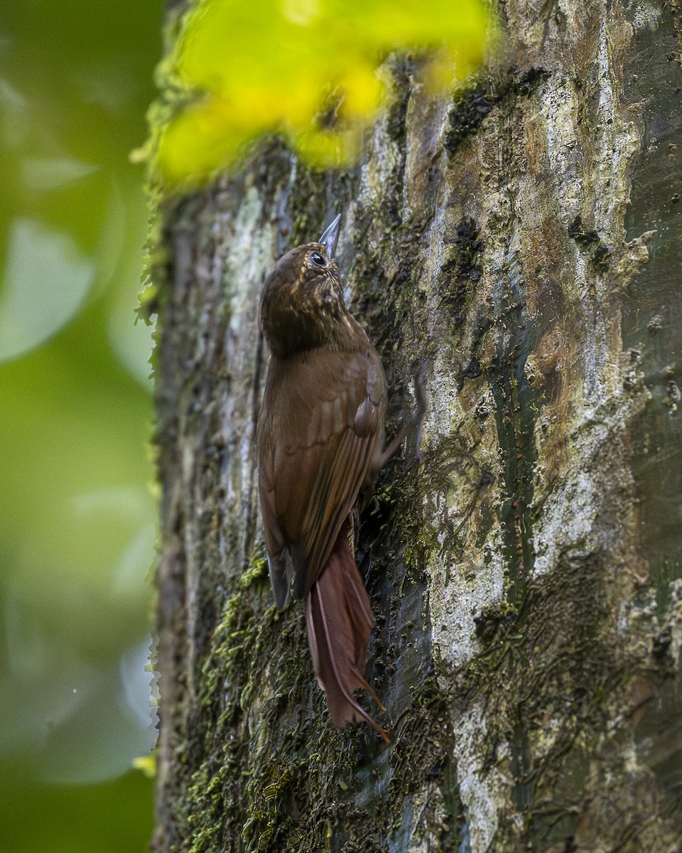 チビオニキバシリ - ML644240845