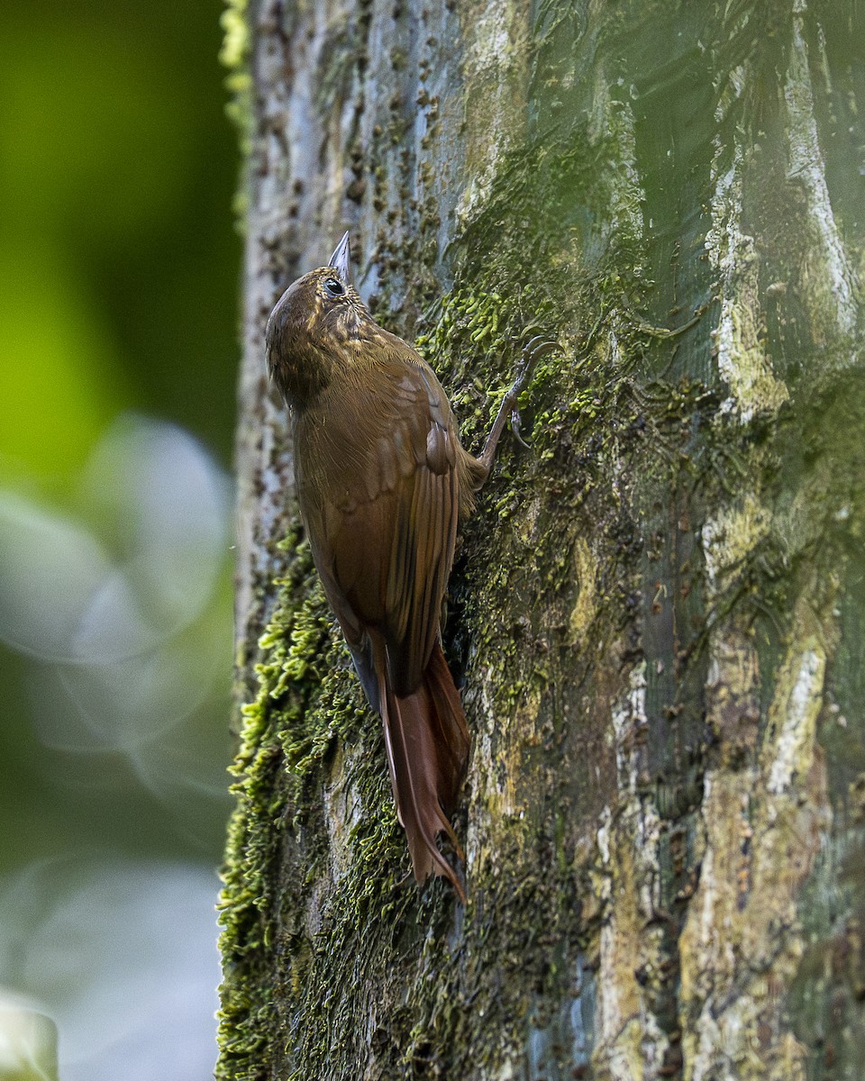 チビオニキバシリ - ML644240846