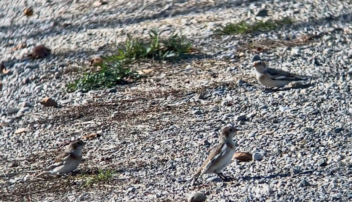 Snow Bunting - ML644240847