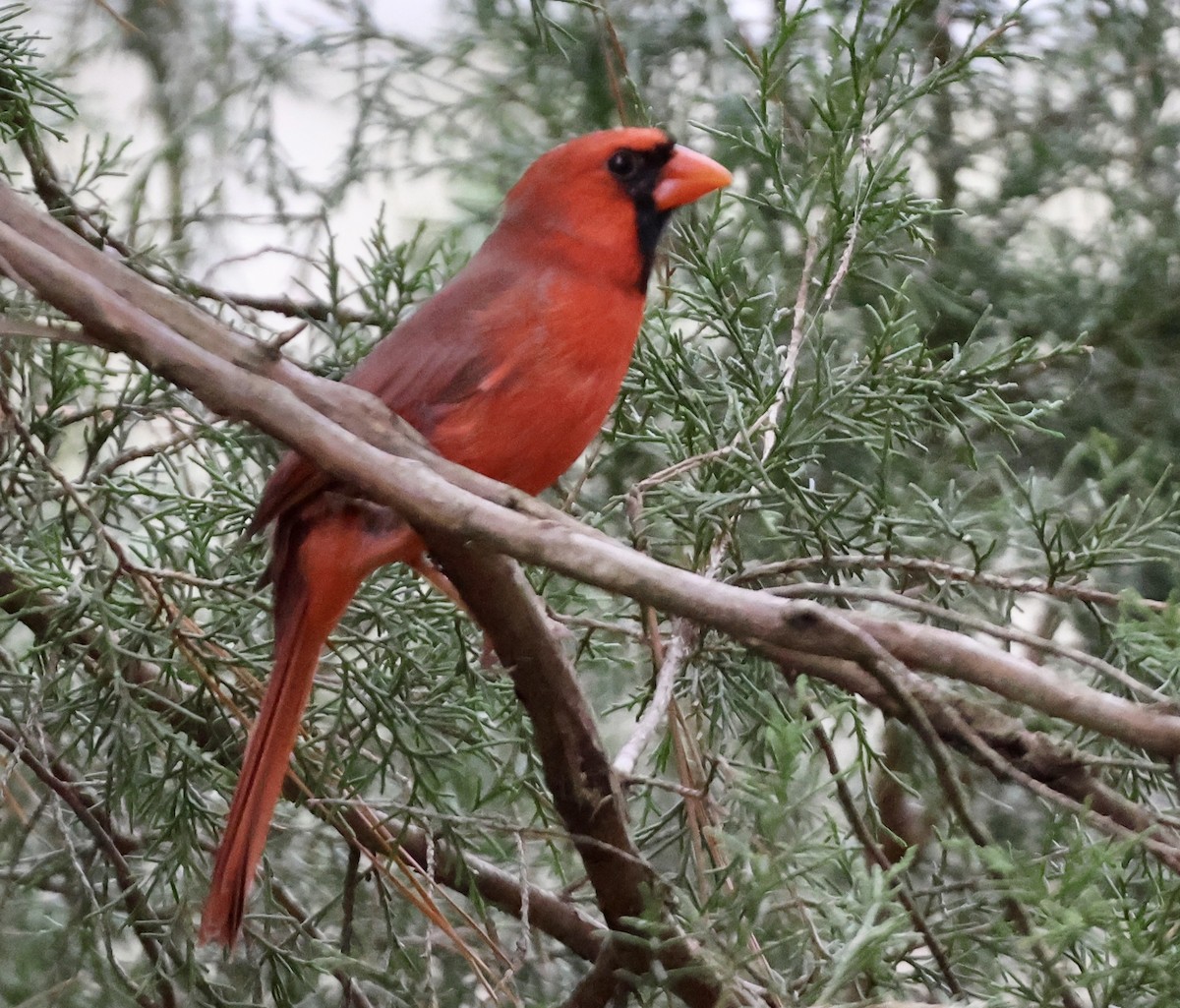 Northern Cardinal - ML644240848