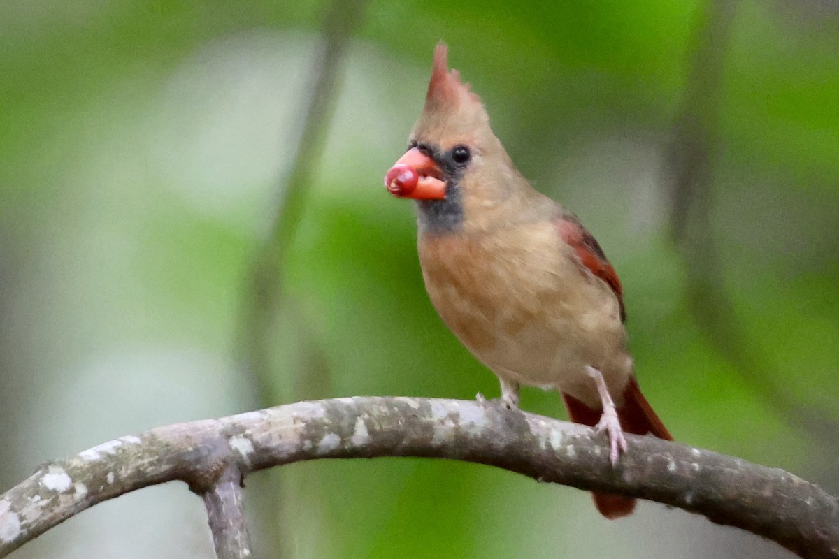 Northern Cardinal - ML644240849