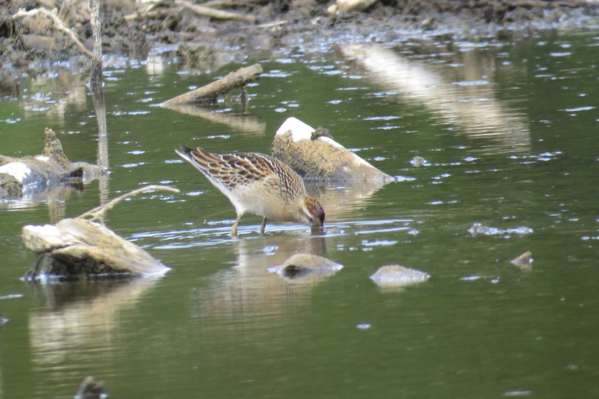 Sharp-tailed Sandpiper - ML644240851