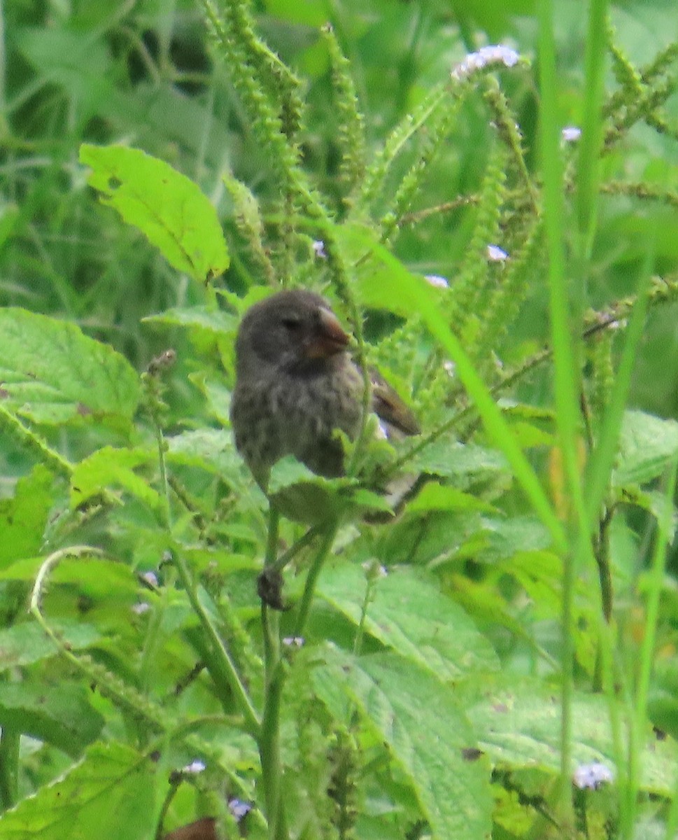 Géospize à gros bec - ML644240862
