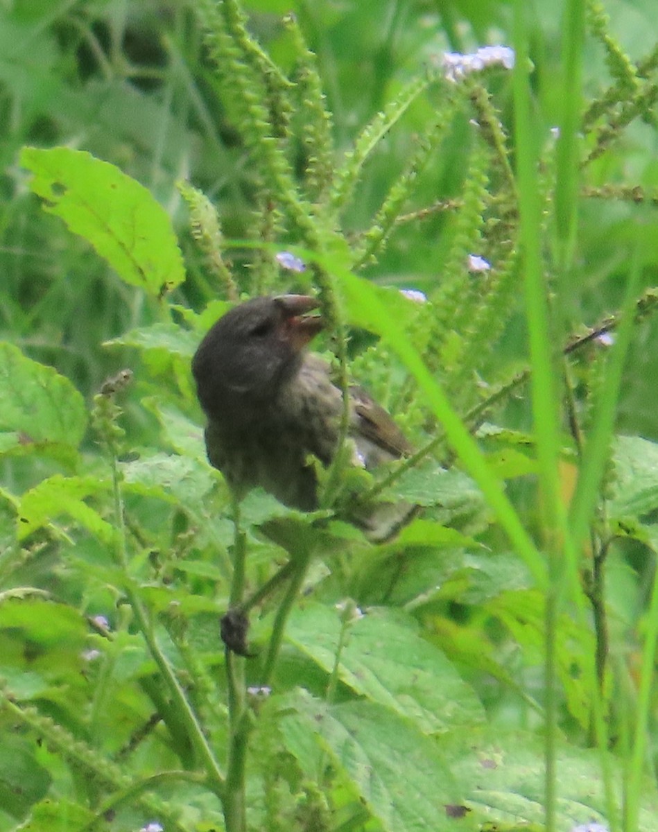 Géospize à gros bec - ML644240863