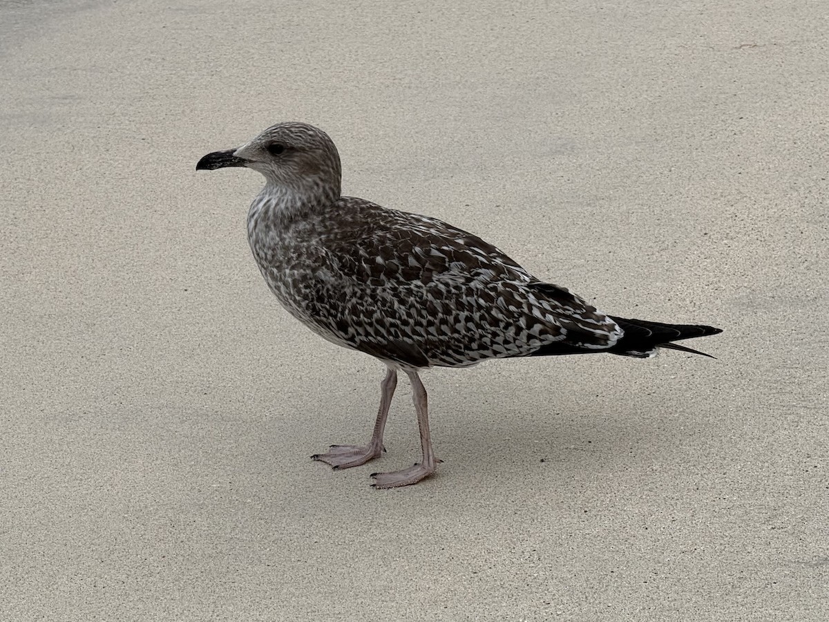 Lesser Black-backed Gull - ML644240871