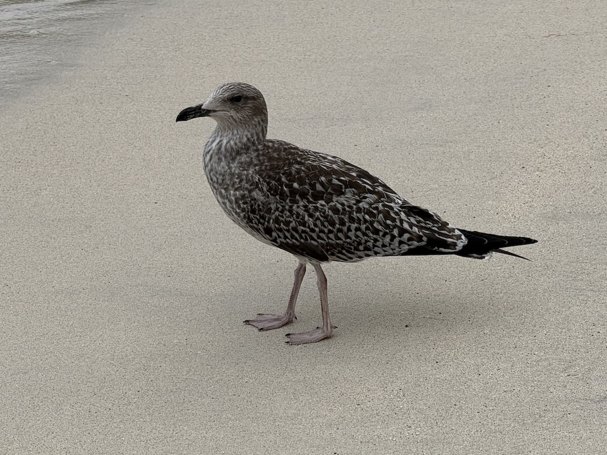 Lesser Black-backed Gull - ML644240872