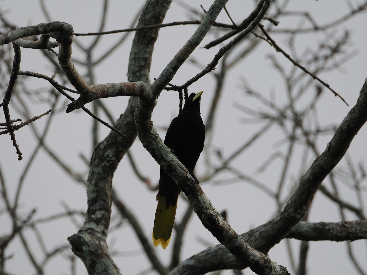 Crested Oropendola - ML644240877