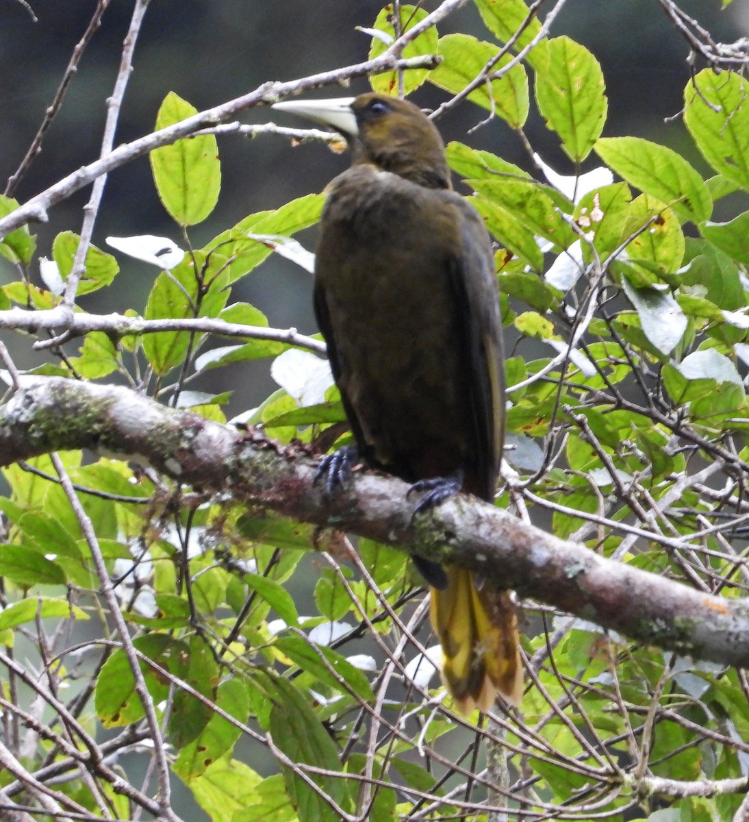 Cacique Verdioscuro - ML644240890