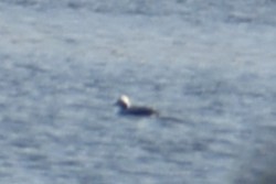 Harelde kakawi - ML644240897