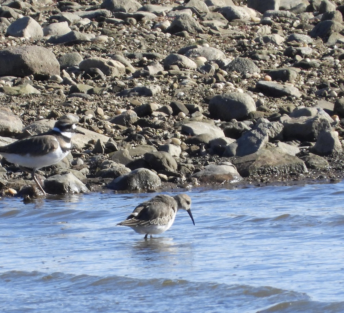 myrsnipe - ML644240908