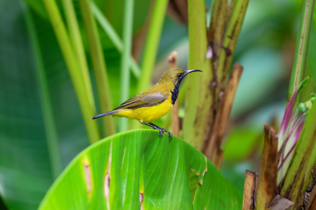 Ornate Sunbird - ML644240912