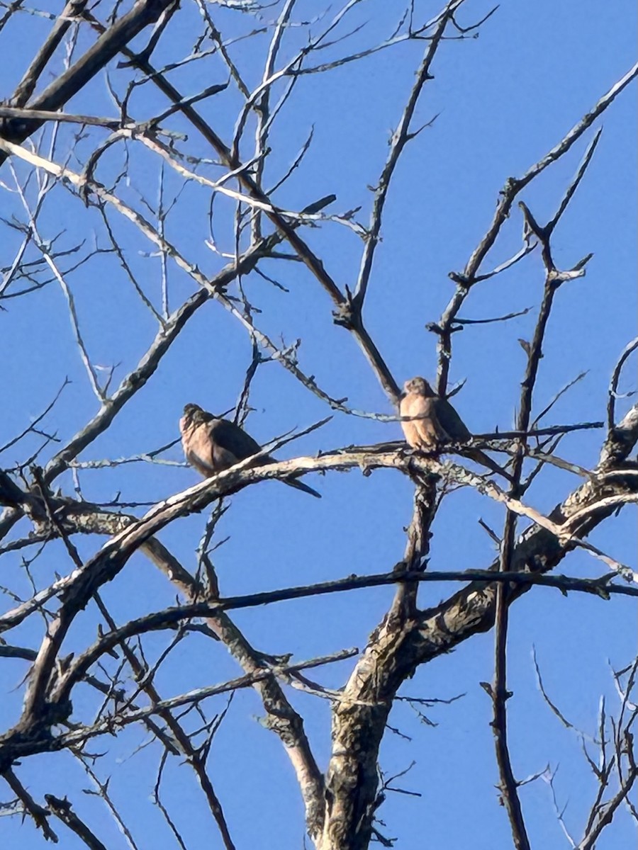 Mourning Dove - ML644240925