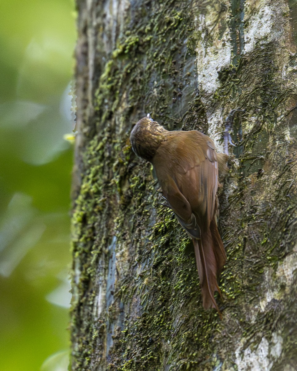 チビオニキバシリ - ML644240929