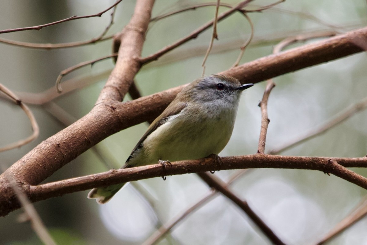 Brown Gerygone - ML644240940