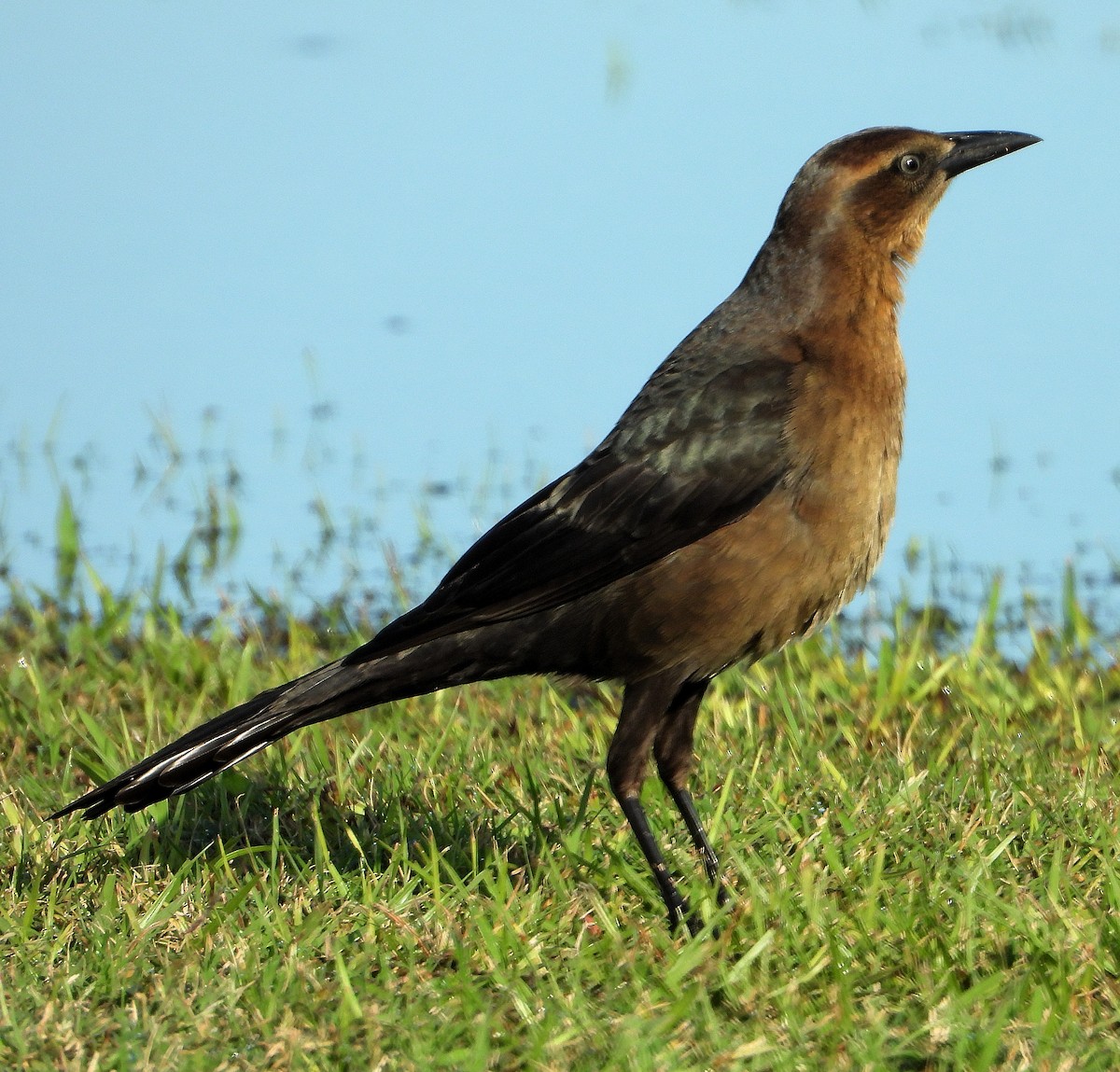 Great-tailed Grackle - ML644240945