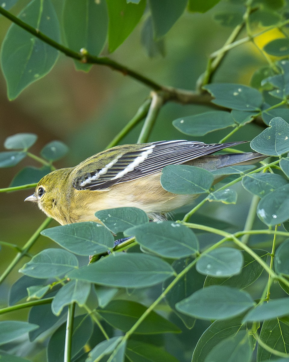 Bay-breasted Warbler - ML644240949