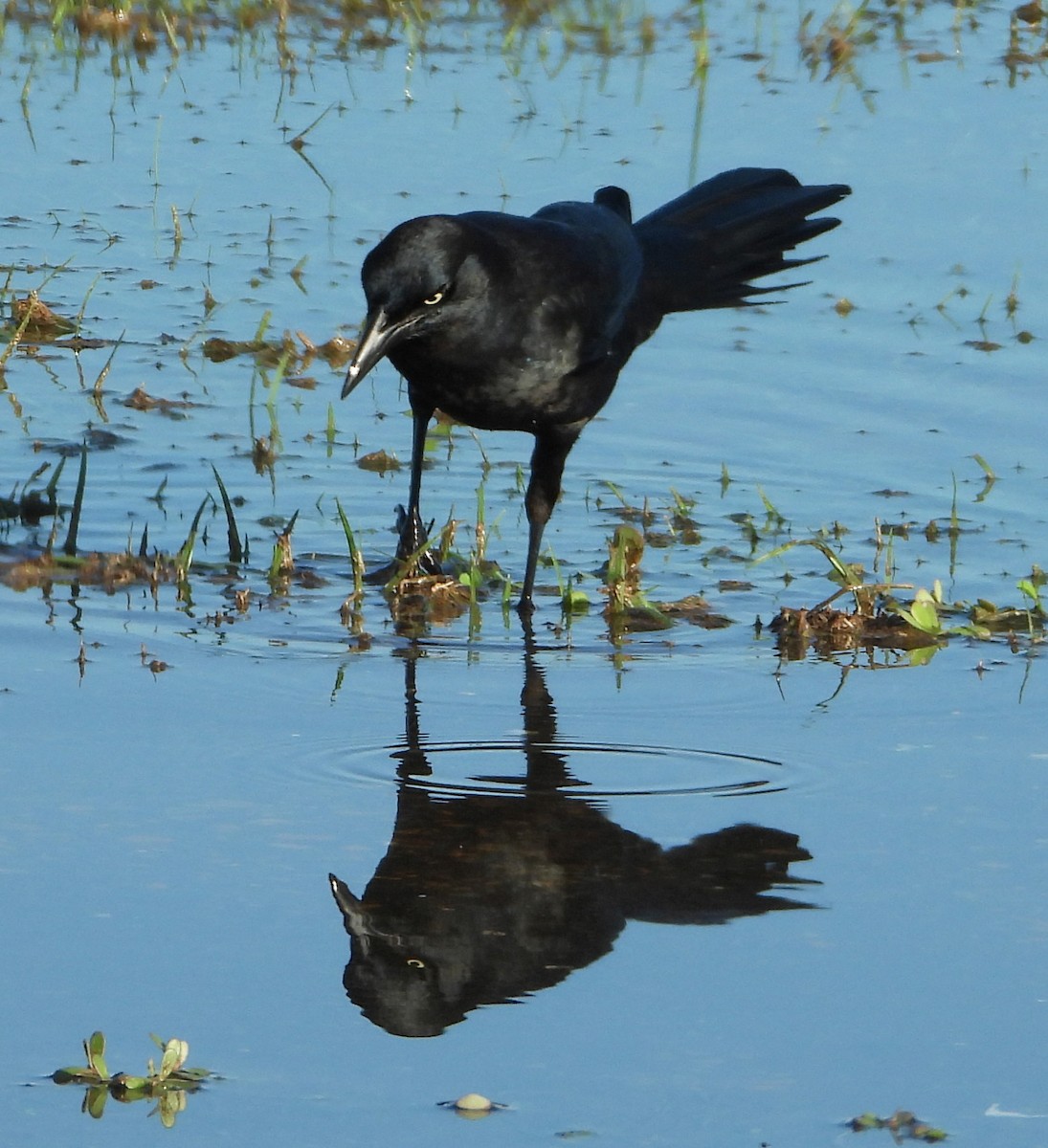 Great-tailed Grackle - ML644240955