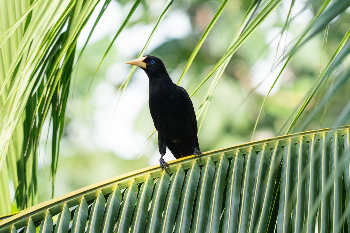 Crested Oropendola - ML644240956