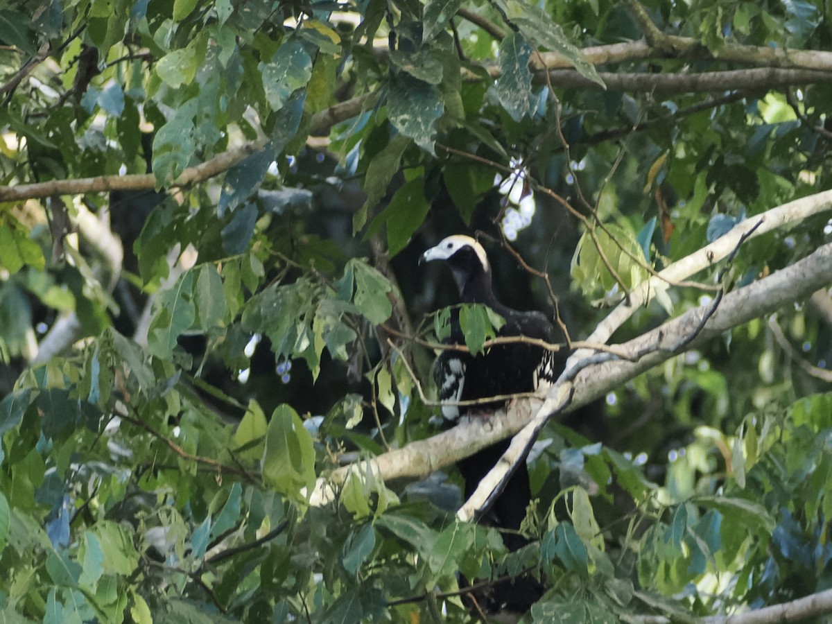 Blue-throated Piping-Guan - ML644240968