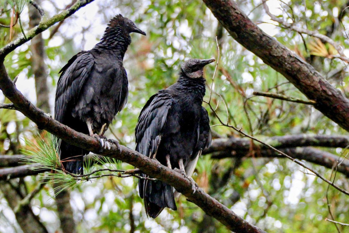 Black Vulture - ML644240976