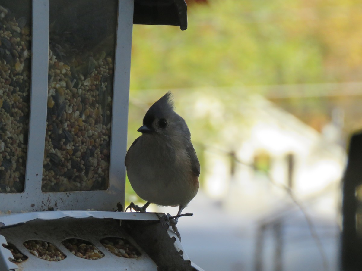 Tufted Titmouse - ML644241030