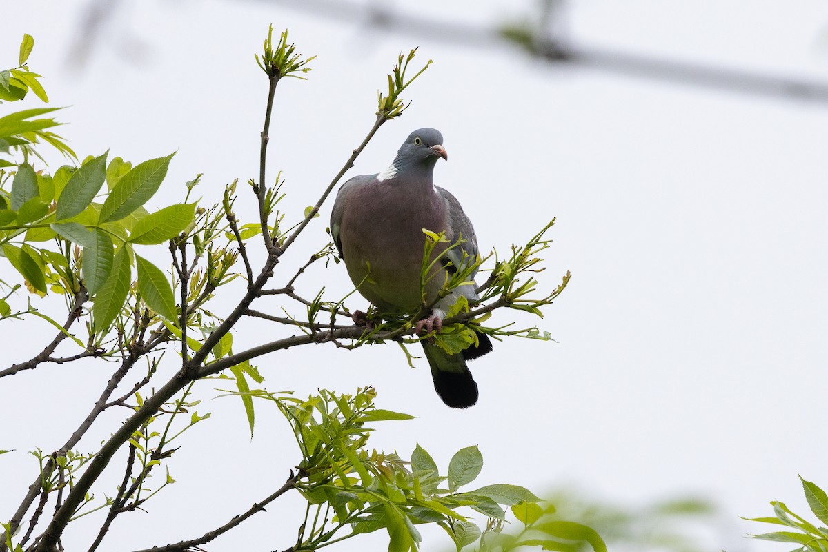 Tahtalı - ML644241034