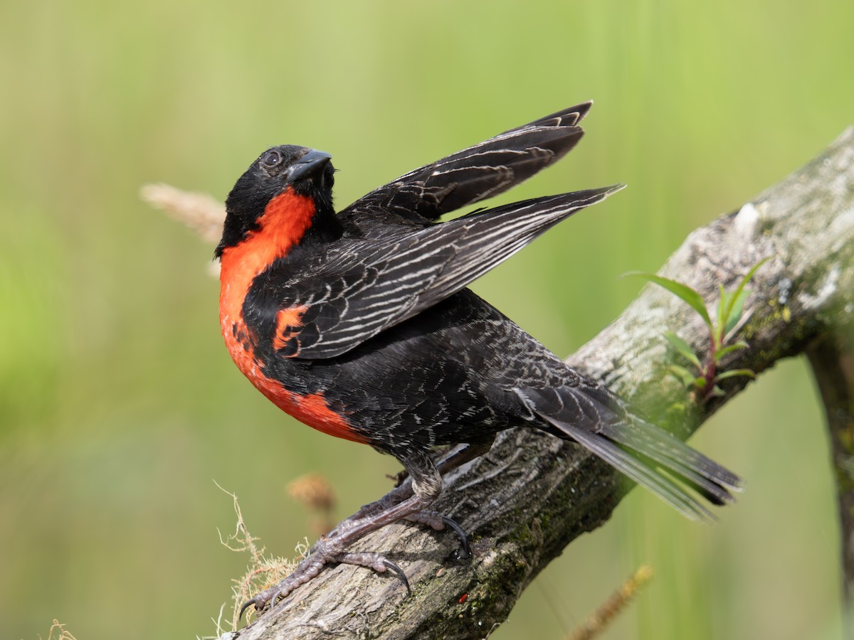 Red-breasted Meadowlark - ML644241035