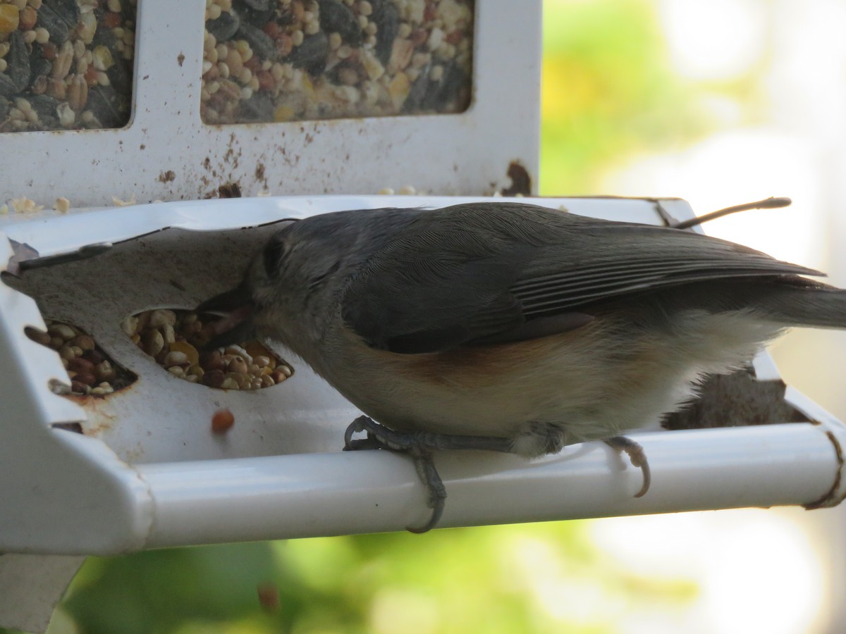 Tufted Titmouse - ML644241045
