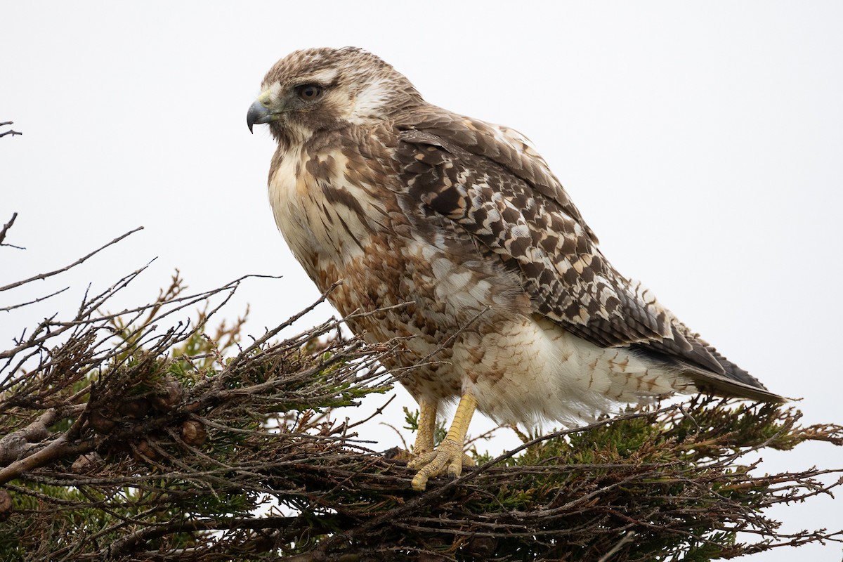 Variable Hawk - ML644241059