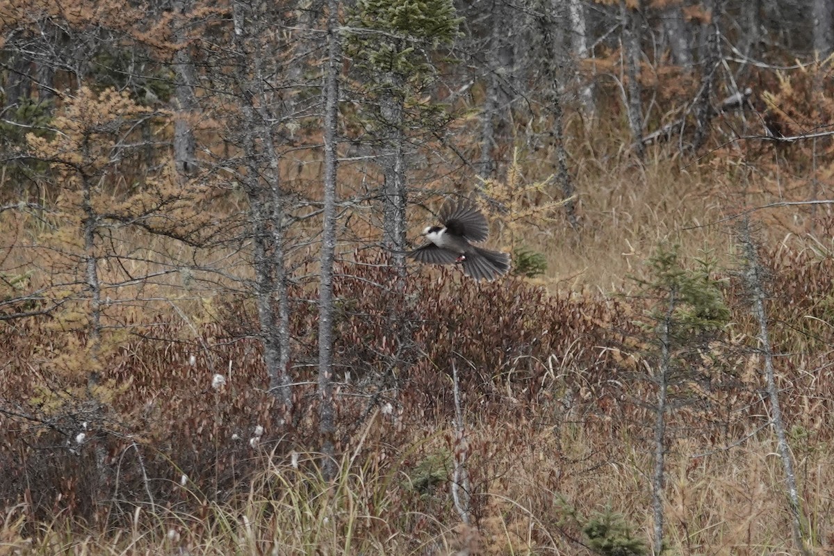 Mésangeai du Canada (groupe canadensis) - ML644241062