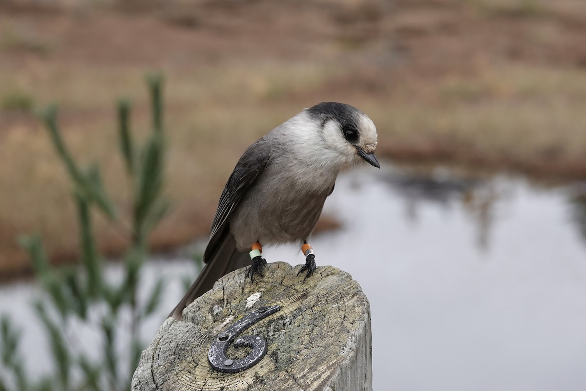 Mésangeai du Canada (groupe canadensis) - ML644241063