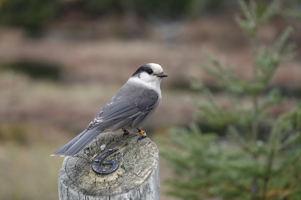 Mésangeai du Canada (groupe canadensis) - ML644241064