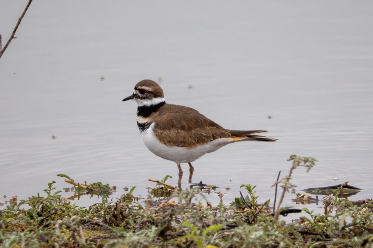 Killdeer - ML644241086