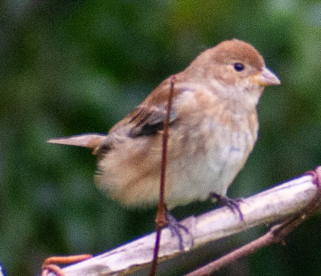 Indigo Bunting - ML644241132
