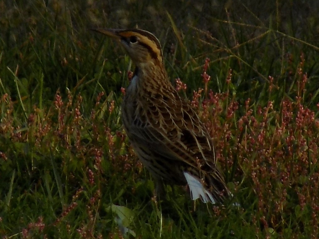 Eastern Meadowlark - ML644241137