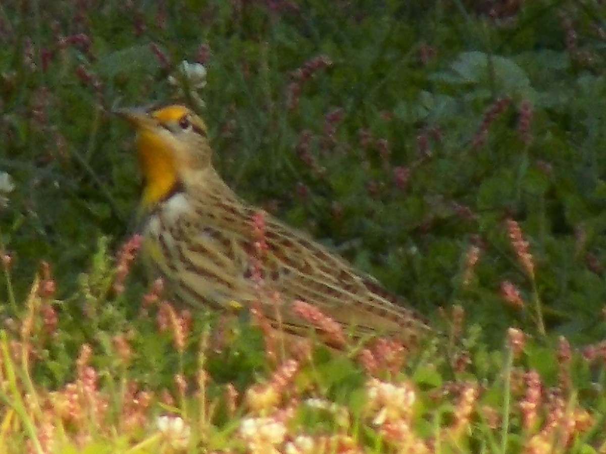 Eastern Meadowlark - ML644241139