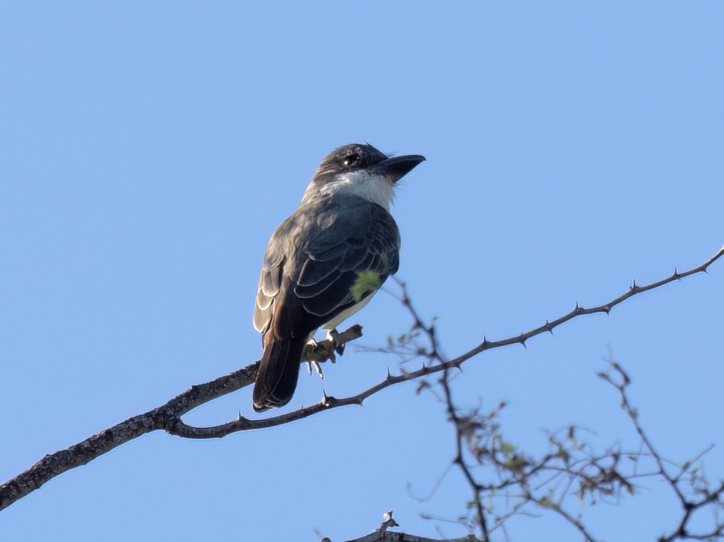 Thick-billed Kingbird - ML644241143