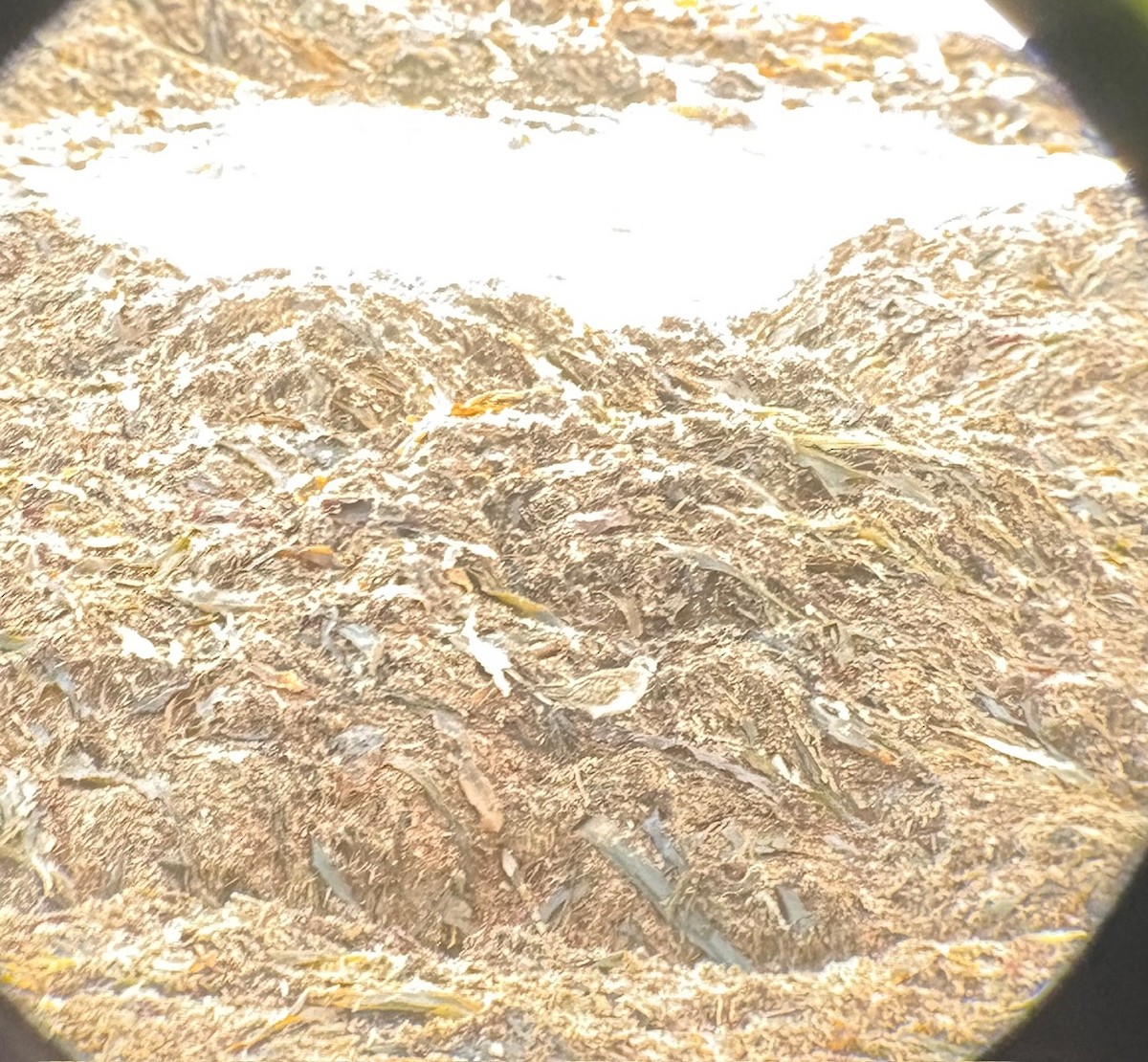 Baird's Sandpiper - ML644241144