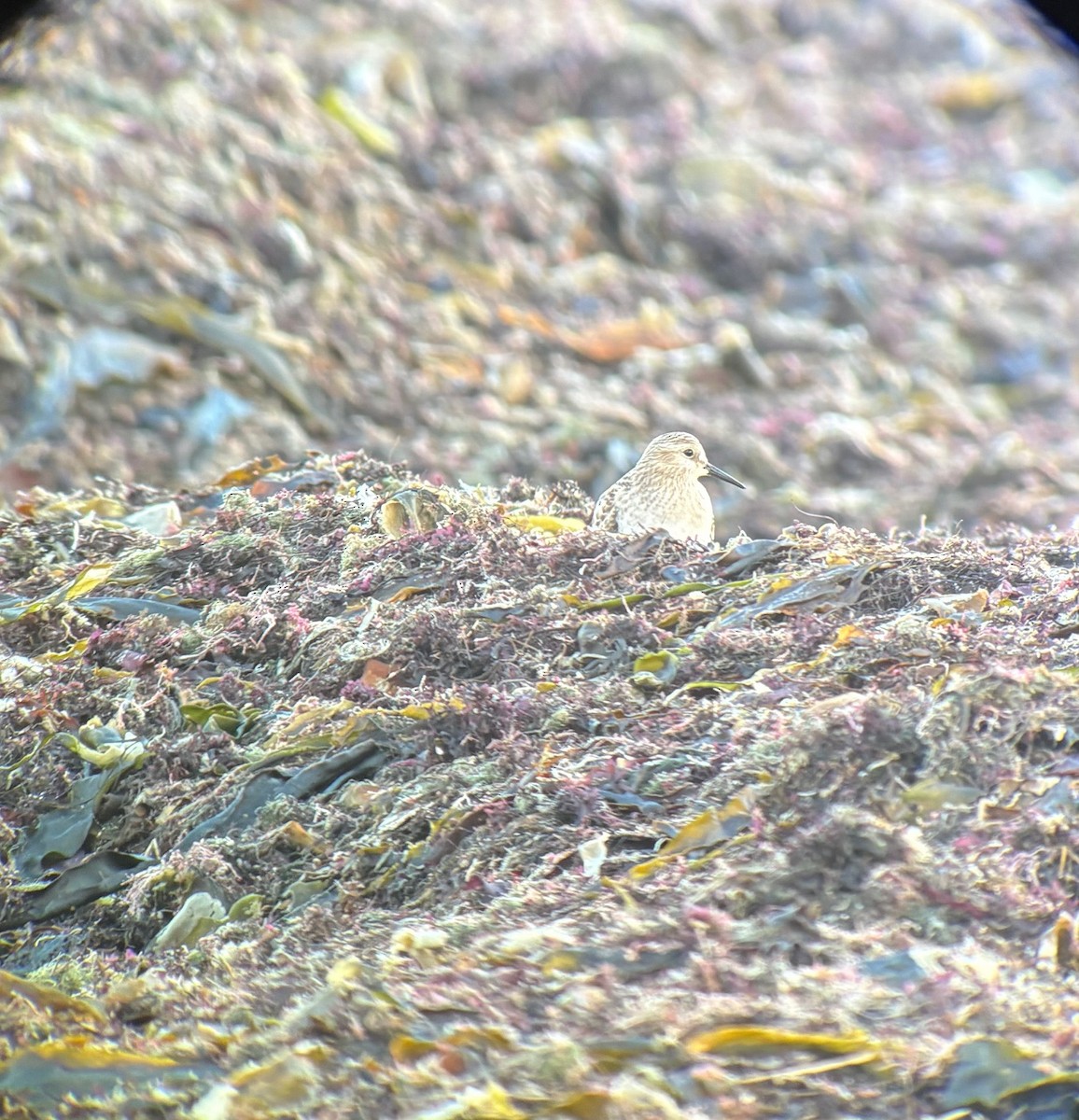 Baird's Sandpiper - ML644241145