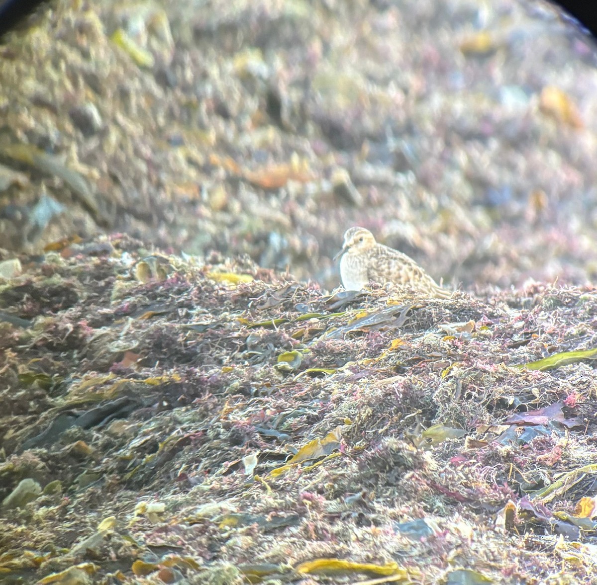 Baird's Sandpiper - ML644241146