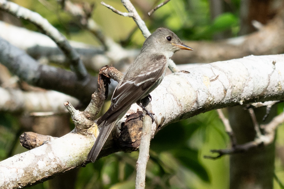 Eastern Wood-Pewee - ML644241147