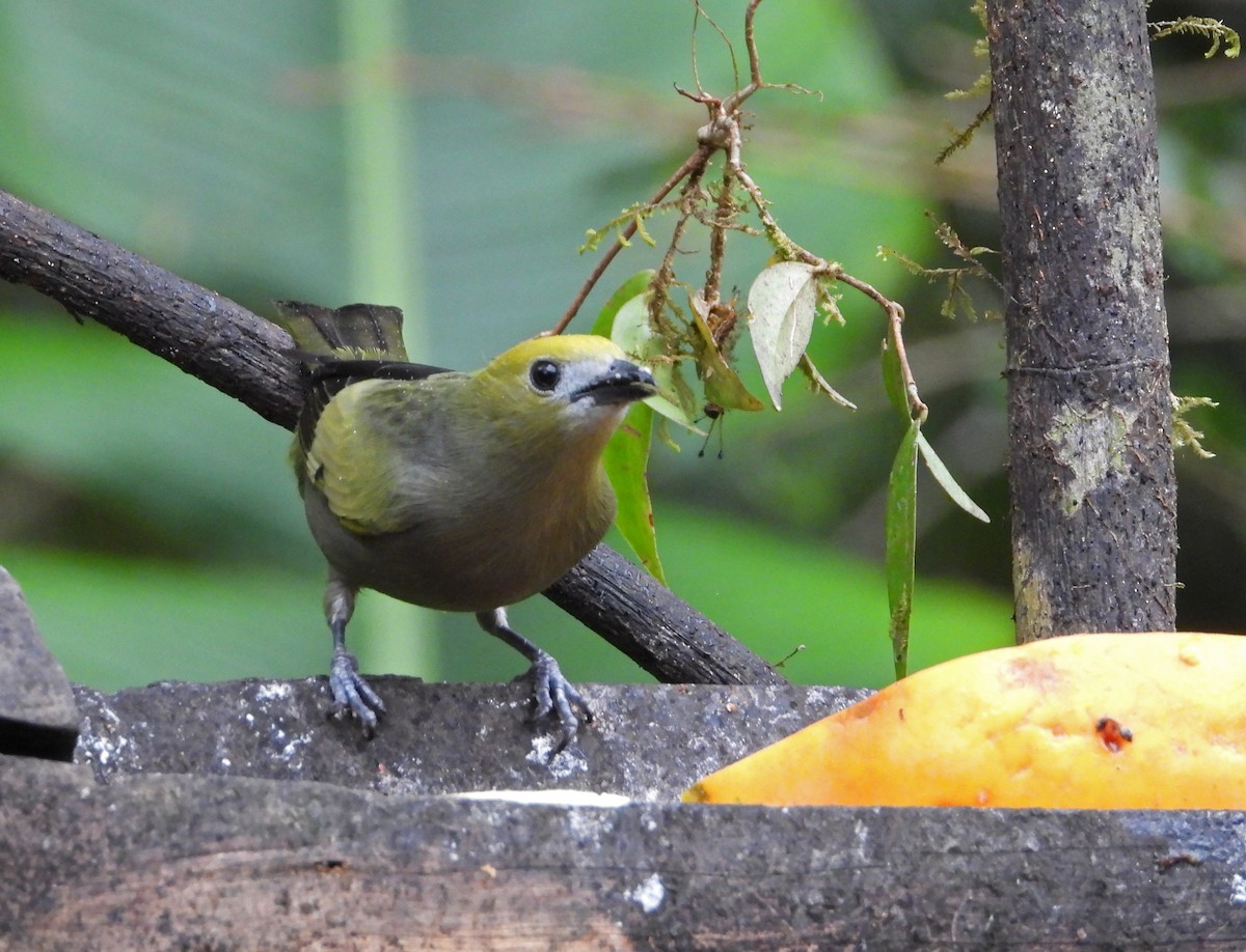 palmetanagar - ML644241200