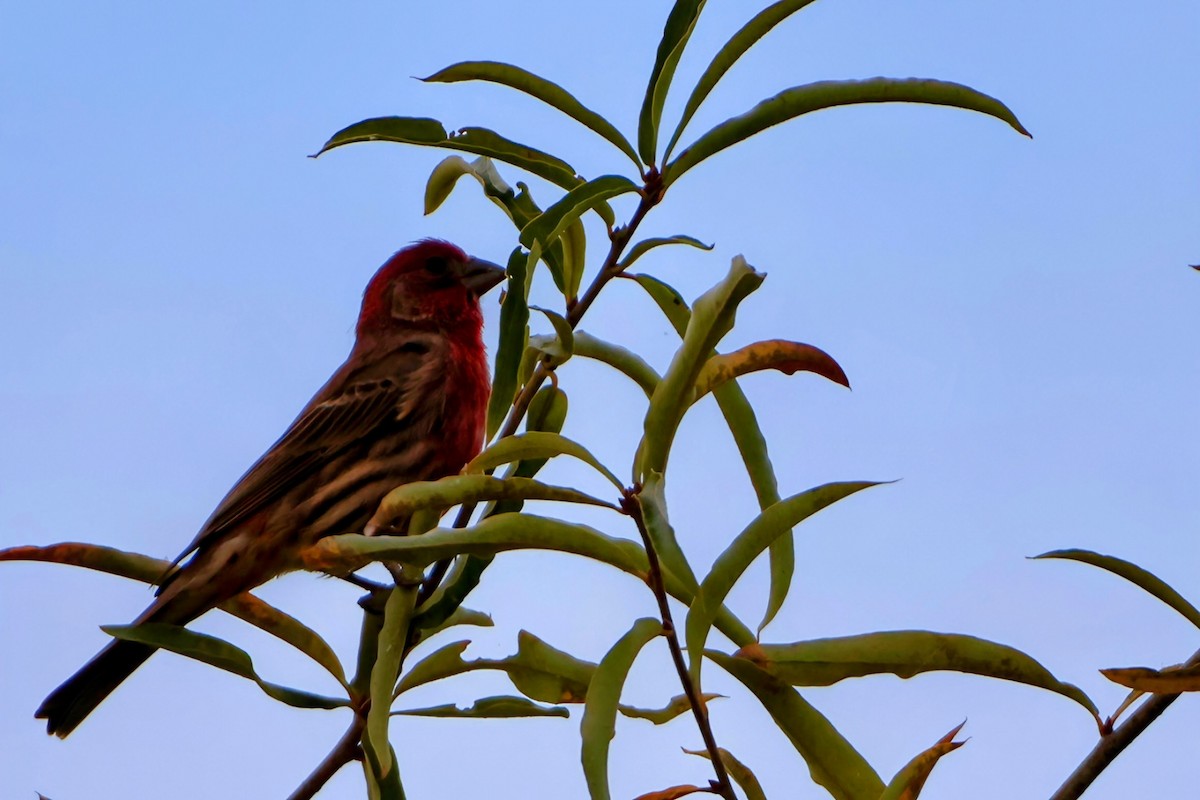 House Finch - ML644241214