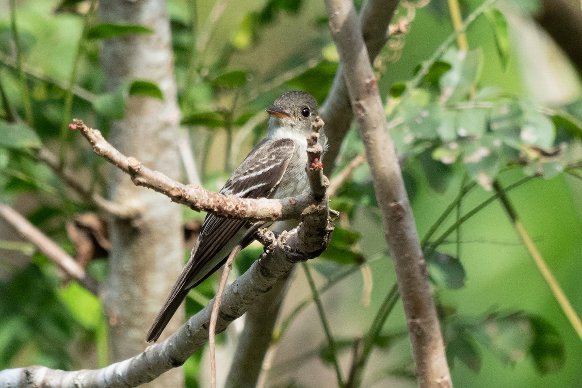 Eastern Wood-Pewee - ML644241222