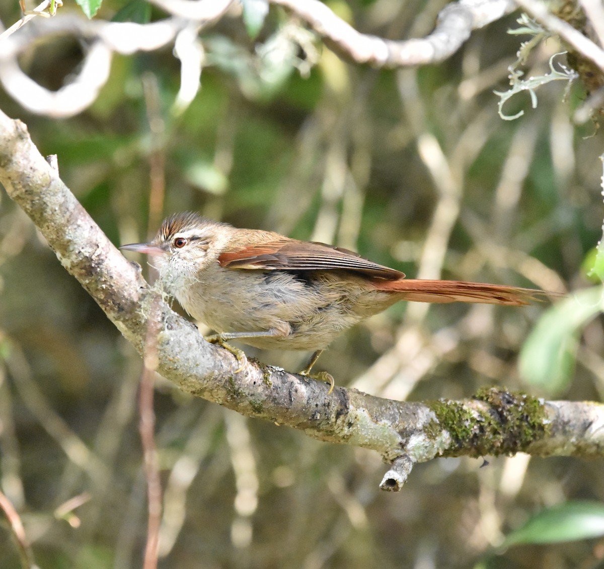 Swainson's Flycatcher - ML644241235